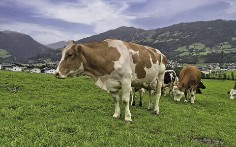 Holzegger: Gras, Bergforms, Weide, Wiese, Hügel, Hochland, Berg, Landschaft