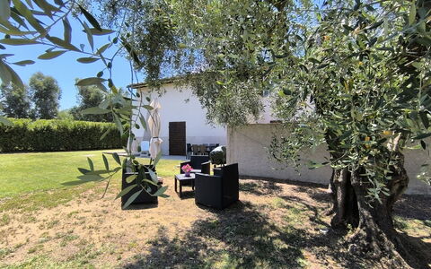 Scarlino 35: Schatten, Garten, Rasen, Kofferraum, Gehölz, Hinterhof, Garten, Landscaping, Park, Hazienda