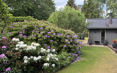 Floria - 500M from the Sea: Blume, Strauch, Garten, Ground, Lila, Blühende Pflanze, Frühling, Landscaping, Botanischer Garten
