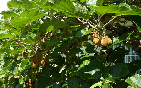 Cá Pórt Róss: Obst, Produzieren, Essen, Gehölz, Natural Foods