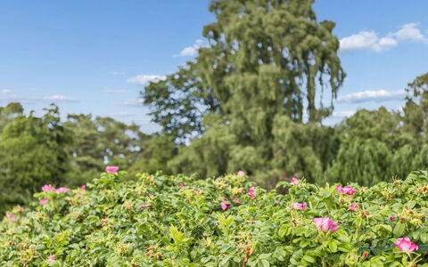 Eerika - 1Km from the Sea: Blume, Grün, Strauch, Blütenblatt, Rosa, Garten, Ground, Blühende Pflanze, Frühling, Rose Family