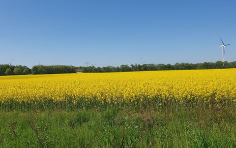 Gundula - 1.3Km from the Sea: Grün, Gelb, Feld, Landwirtschaft, Sommer, Wiese, Einfach, Grundstueck, Ernte, Wiese