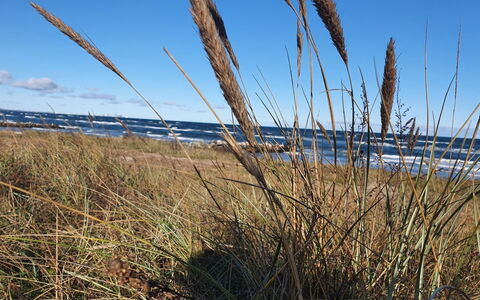 Gundula - 1.3Km from the Sea: Prärie, Krautige Pflanze, Steppe, Shrubland