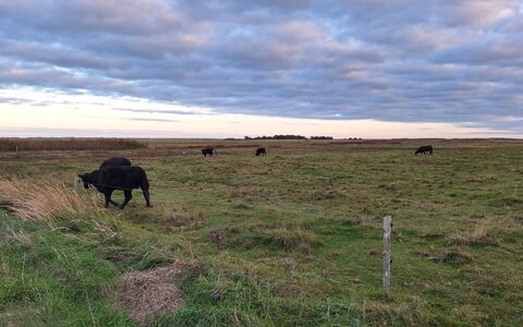 Gundula - 1.3Km from the Sea: Himmel, Wolke, Natürlichen Umgebung, Wiese, Ökoregion, Weide, Einfach, Prärie, Grazing