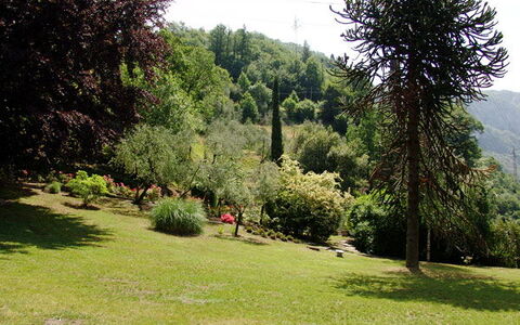 Robilant: Strauch, Garten, Botanischer Garten, Park, Landscaping, Immergrün, Pine Familie, Außenbank