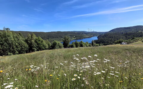 Hellebu: Grün, Natürlichen Umgebung, Natur, Wiese, Natürliche Landschaft, Vegetation, Ökoregion, Hügel, Landschaft