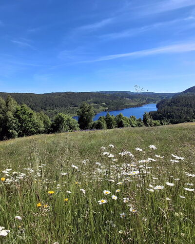 Hellebu: Grün, Natürlichen Umgebung, Natur, Wiese, Natürliche Landschaft, Vegetation, Ökoregion, Hügel, Landschaft