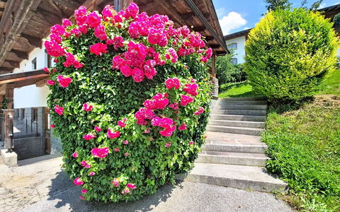 Ferienhaus Dinkl: Blume, Blütenblatt, Strauch, Garten, Rosa, Blühende Pflanze, Frühling, Rose Family
