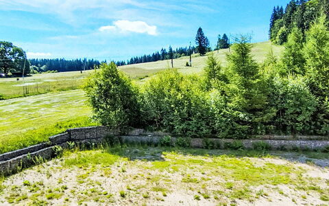 Arnika: Grün, Gras, Strauch, Wiese, Einfach, Grundstueck, Wiese, Lärche, Weide, Feld
