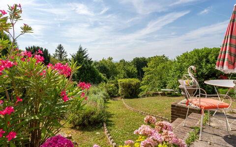 Maison Rose: Blume, Grün, Garten, Vegetation, Strauch, Rosa, Pflanzengemeinschaft, Frühling, Ground