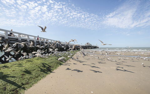 Zeewind Close to the Beach: Möbel, Interior Design, Flooring, Fussboden, Tabelle, Holz, Decke, Stuhl, Zimmer, Couch