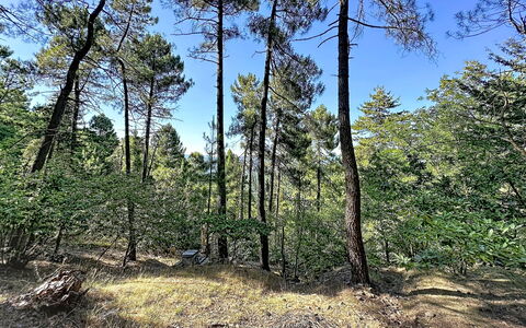 La Bergerie de Portes: Baum, Blatt, Natürlichen Umgebung, Holz, Ast, Vegetation, Wald, Wildnis, Pflanzengemeinschaft