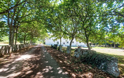Pizarra: Ast, Blatt, Daytime, Baum, Natur, Zweig, Kofferraum, Schatten, Frühling, Sonnenlicht