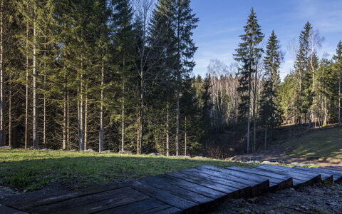 Valera Vita Forest: Baum, Blatt, Natürlichen Umgebung, Natur, Holz, Wald, Kofferraum, Wald, Hain