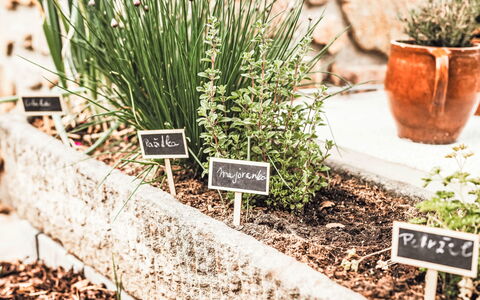 U Šenkýře Mikeše: Garten, Kraut, Blumentopf, Zimmerpflanze