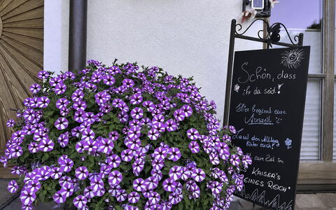 Des Kaisers Kleines Reich: Blume, Blumentopf, Rosa, Ground, Blühende Pflanze, Garten, Zimmerpflanze, Floristik, Krautige Pflanze