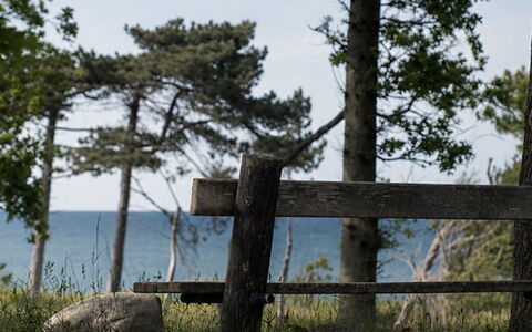 Bine - 200M from the Sea: Holz, Natürliche Landschaft, Zaun, Küsten Und Ozeanische Forms, Kofferraum, Küste, Meer, Ozean, Ufer