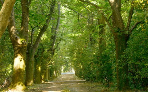 Villa Gioli: Blatt, Ast, Natur, Grün, Natürlichen Umgebung, Baum, Holz, Vegetation, Natürliche Landschaft, Strasse