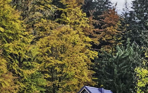 Sára: Blatt, Grün, Baum, Gras, Natur, Natürlichen Umgebung, Ast, Gelb, Haus, Landschaft