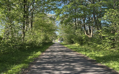 Thilo - 39Km from the Sea: Blatt, Grün, Ast, Gras, Baum, Natur, Strassenbelag, Strasse, Natürliche Landschaft, Vegetation