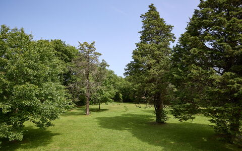 Casa Mancini, Holiday Villa, San Galgano: Baum, Blatt, Gras, Natürlichen Umgebung, Ast, Vegetation, Strauch, Wiese, Einfach, Pflanzengemeinschaft