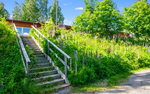 Heinävesi Homes D6: Grün, Vegetation, Strauch, Pflanzengemeinschaft, Garten, Frühling, Wild, Landscaping, Botanischer Garten, Walkway