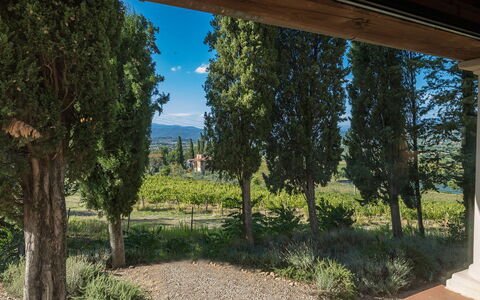 Villalta 18+2: Blatt, Vegetation, Strauch, Garten, Landscaping, Immergrün, Plantage, Pine Familie