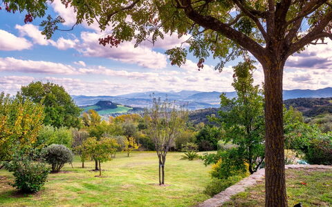 Cinque Cipressi 8: Baum, Blatt, Natur, Natürlichen Umgebung, Grün, Gras, Bergforms, Natürliche Landschaft, Vegetation, Ast