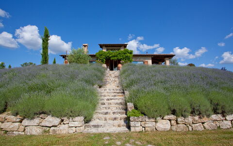 Casale delle Lavande 10: Strauch, Pflanzengemeinschaft, Grundstueck, Garten, Wiese, Plantage, Shrubland, Landscaping, Lavendel
