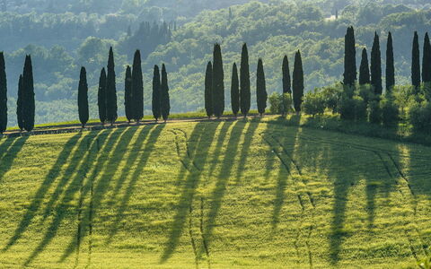 Podere Gragnano 12: Grün, Landschaft, Plantage, Feld, Wiese, Landscaping, Immergrün, Pine Familie