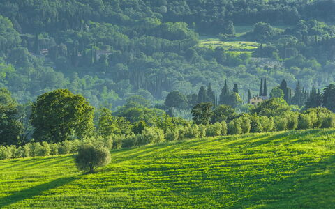 Podere Gragnano 12: Grün, Bergforms, Baum, Gras, Natürlichen Umgebung, Natur, Natürliche Landschaft, Hügel, Vegetation, Wiese