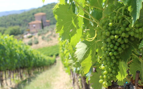 Marangole 12: Landwirtschaft, Weinberg, Plantage, Essen, Obst