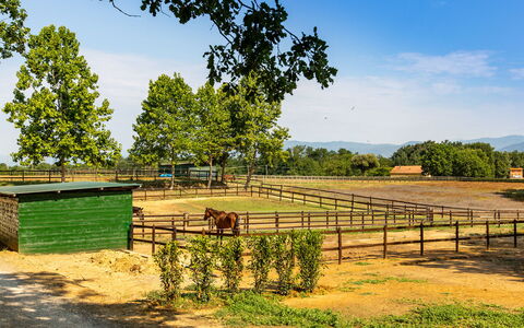 Villa Elisa 16: Landschaft, Ländliches Gebiet, Zaun, Weide, Ranch, Schatten, Feld, Bauernhof, Park