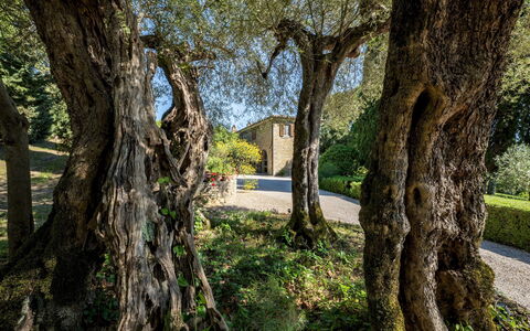 Tenuta Sagherina 8: Ast, Blatt, Kofferraum, Zweig, Gehölz, Garten, Schatten, Landscaping, Schatten, Hinterhof
