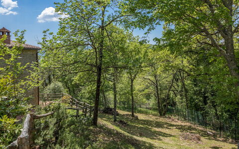 Casa Largnano 6+2: Ast, Baum, Blatt, Natur, Vegetation, Strauch, Pflanzengemeinschaft, Zweig, Frühling, Kofferraum