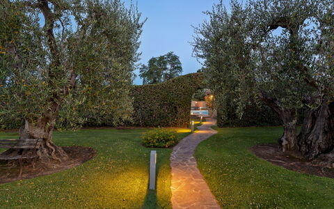 Villa Castiglione 9: Blatt, Gras, Natur, Ast, Strauch, Garten, Landschaft, Kofferraum, Rasen, Landschaft Beleuchtung