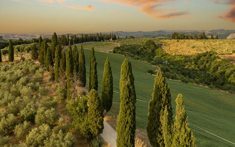 Podere Casanovina 12: Natürliche Landschaft, Landschaft, Einfach, Grundstueck, Plantage, Feld, Wiese, Landscaping