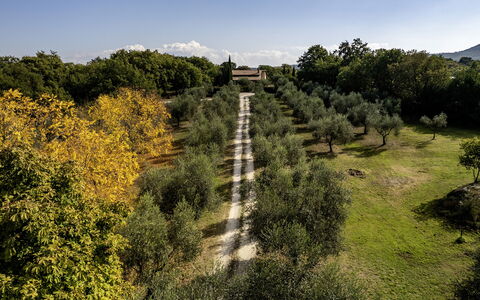 Villa Sparta 8+2: Baum, Blatt, Gras, Natur, Vegetation, Strauch, Einfach, Grundstueck, Ländliches Gebiet, Sonnenlicht