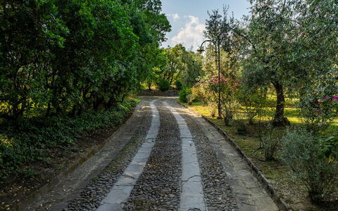 Villa Collegigliato 8: Blatt, Baum, Grün, Natur, Ast, Vegetation, Strassenbelag, Strasse, Strauch, Weg