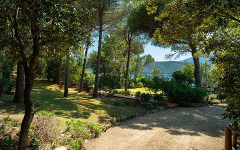 Villa Il Faro 10: Blatt, Baum, Natur, Grün, Ast, Vegetation, Strauch, Pflanzengemeinschaft, Garten, Kofferraum