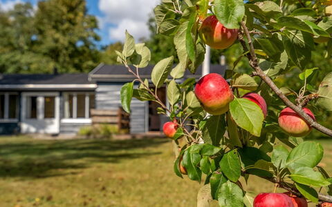 Hedwig - 120M to the Fjord: Rot, Obst, Produzieren, Natural Foods, Apfel, Essen, Plantage