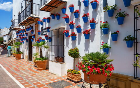 La Quinta Hills: Blumentopf, Zimmerpflanze, Floristik, Balkon, Blumendesign, Vase, Hof
