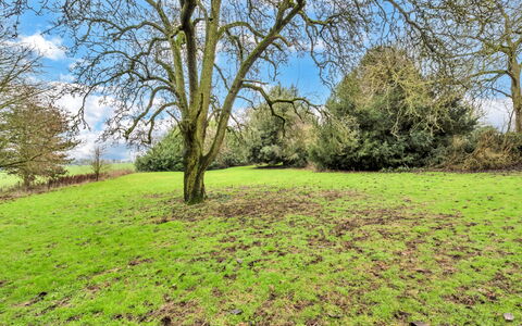 Clavering Hall: Grün, Gras, Baum, Natürlichen Umgebung, Ast, Blatt, Wiese, Vegetation, Natürliche Landschaft, Ökoregion