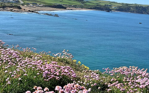 Sea Thrift at Widemouth Bay: Blume, Gewässer, Küste, Küsten Und Ozeanische Forms, Meer, Strand, Ozean, Pflanzengemeinschaft, Ufer
