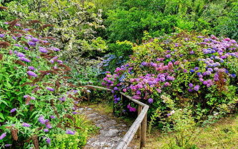 Millook Water: Blume, Strauch, Garten, Pflanzengemeinschaft, Ground, Lila, Rosa, Frühling, Blühende Pflanze, Botanischer Garten