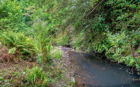 Millook Water: Wasser, Gewässer, Wasservorräte, Natur, Natürlichen Umgebung, Wasserlauf, Blatt, Vegetation, Auwald