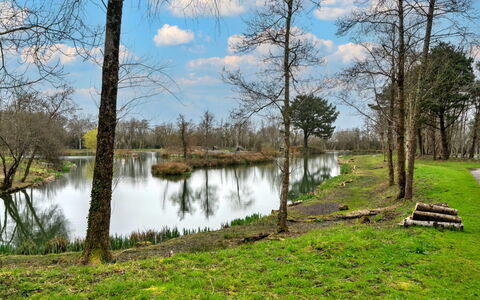 Pine Forest Lodge: Wasser, Wasservorräte, Gewässer, Baum, Natur, Natürlichen Umgebung, Natürliche Landschaft, Grün, Ast, Bank