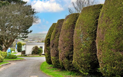 Pine Forest Lodge: Strauch, Landschaft, Hecke, Garten, Gehölz, Landscaping, Botanischer Garten, Park