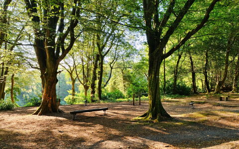 St. Ives 637: Blatt, Ast, Baum, Natur, Natürlichen Umgebung, Grün, Gras, Holz, Vegetation, Natürliche Landschaft