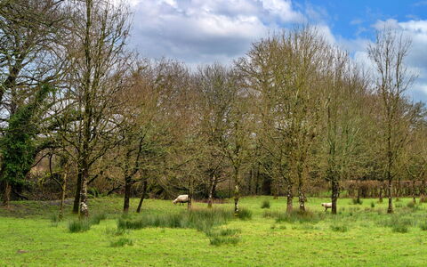 Oak Leaf Cottage: Gras, Baum, Natürlichen Umgebung, Wiese, Natürliche Landschaft, Einfach, Weide, Ökoregion, Grundstueck, Wiese